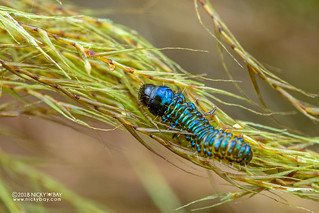 Beetle larva - DSC_7952