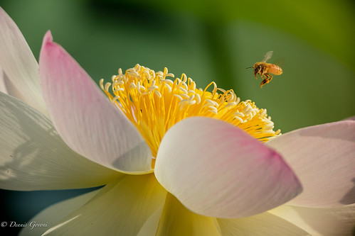 dc flower lotus action background bee bug flight honeybee insect kenilworthaquaticgardens macro summer sunrise wildlife washington districtofcolumbia unitedstates us