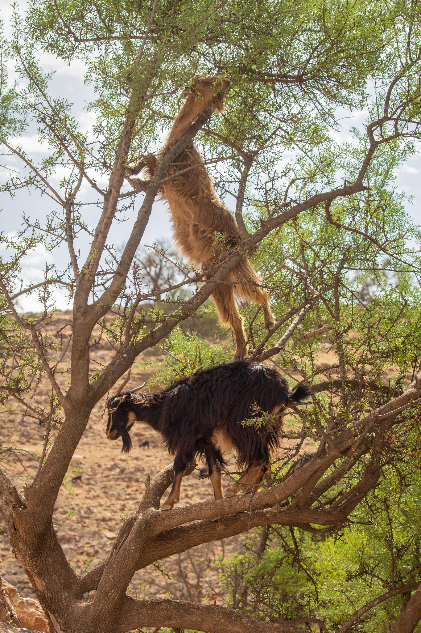 Tree-Climbing Goats