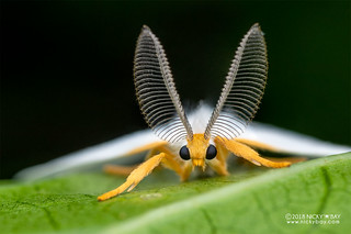 Moth - DSC_6992