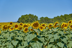 Fields of Sunflowers - Photo of Euzet
