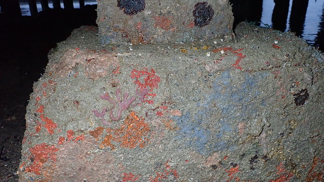 Various sponges under the jetty