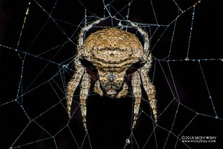 Broad-headed bark spider (Caerostris bojani) - DSC_6674
