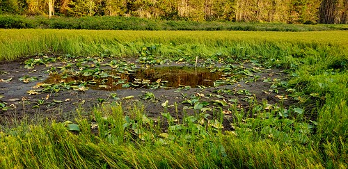 lake wetland lillypads spiraeadouglasii puddles hardhack steeplebush