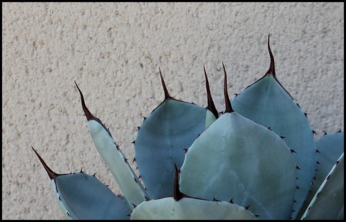agave - Agave parryi - Page 3 30016156728_b260cc4d0c