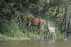 biche et faon - (Cervus elaphus) - red deer<br>Région Parisienne