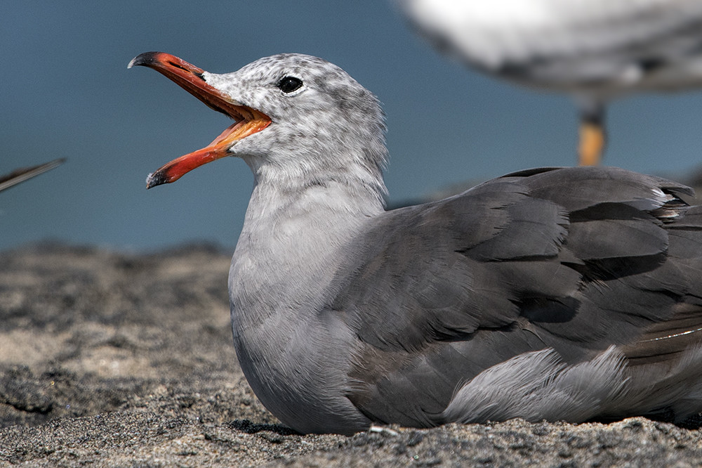Playa Del Rey Beach: Heermann's Gull Agape