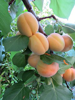 Ripening Blenheim apricots