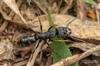Ant (Paltpothyreus cf. tarsatus) - DSC_3017