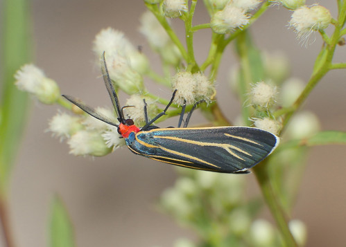 insects lepidoptera erebidae