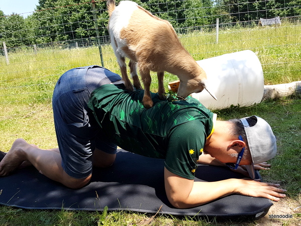  Goat on the back yoga