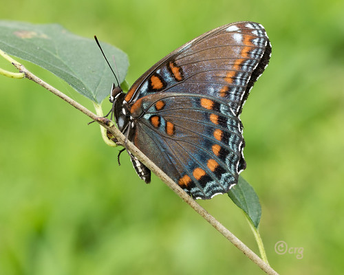 pennsylvania lycomingcounty butterfly redspottedpurple limenitisarthemisastyanax