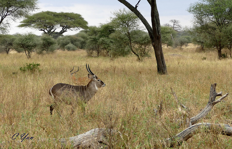Kenya- Tanzania (Animal 2)