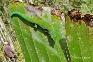 Peacock day gecko (Phelsuma quadriocellata) - Day Gecko - 20180602_100354x
