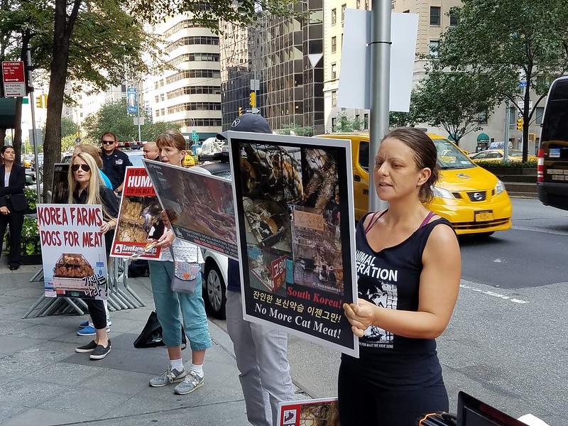 New York, South Korean Consulate General, ‘Boknal’ Demonstration for the South Korean Dogs and Cats (Day 3) – August 16, 2018 Organized by The Animals' Battalion