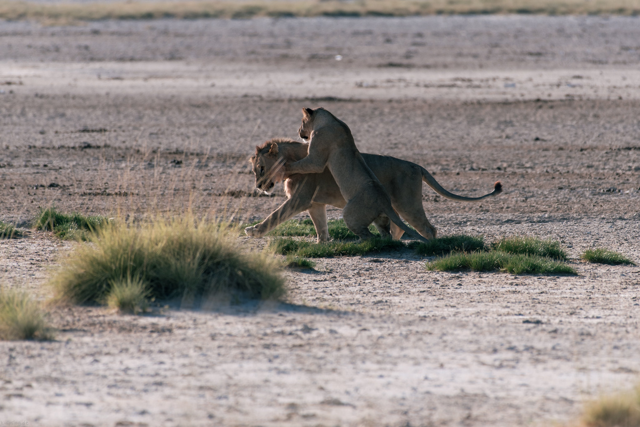 Namibia safari tour