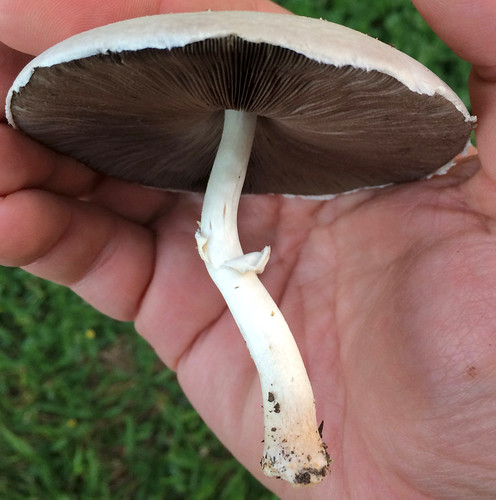 Mushroom - Horse (Agaricus arvensis)