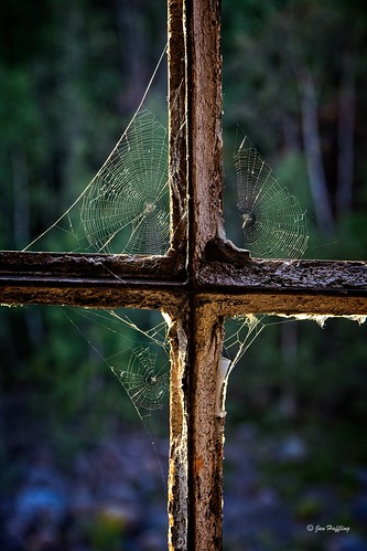 spider spiderweb window nature laxholmen munkfors sweden old