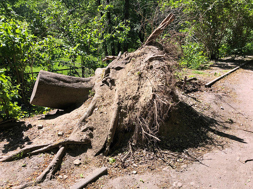 A stump after the October 2017 hurricane, Volkspark Humboldthain, Berlin