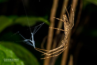 Net-casting spider (Deinopis cf. madagascariensis) - DSC_8780