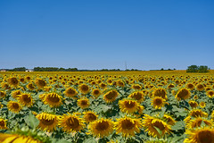 Fields of Sunflowers