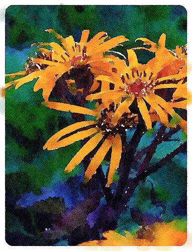Ligularia plant with large leaves and yellow daisy-like flowers in the photo app Waterlogue