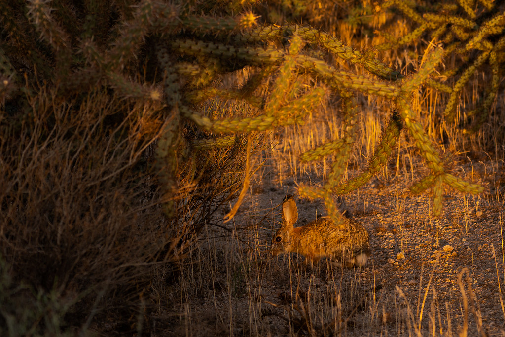A desert cottontail nibbles grasses at sunrise near a buckhorn cholla along the Chuckwagon Trail in McDowell Sonoran Preserve in Scottsdale, Arizona