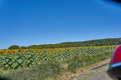 Fields of Sunflowers - Photo of Euzet