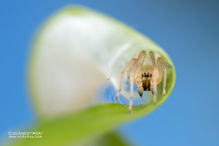 Sac spider (Cheiracanthium sp.) - DSC_2670