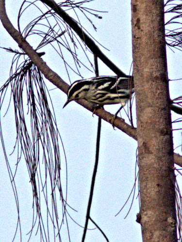 Black-and-White Warbler 02-20180731