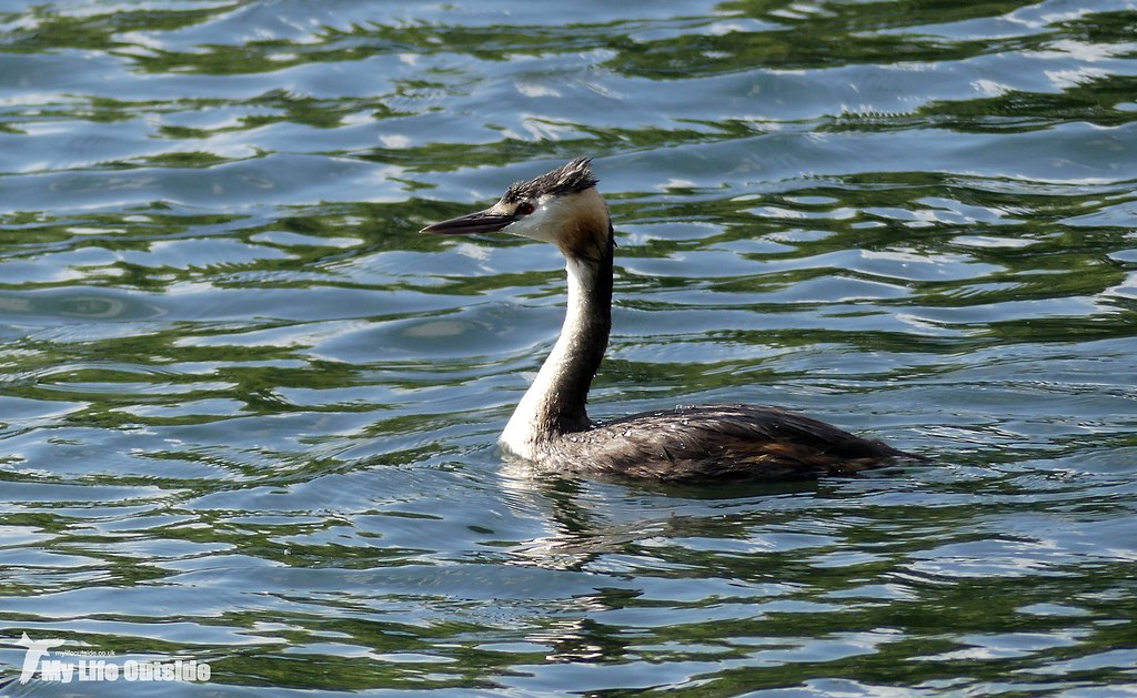 P1160861 - Great Crested Grebe
