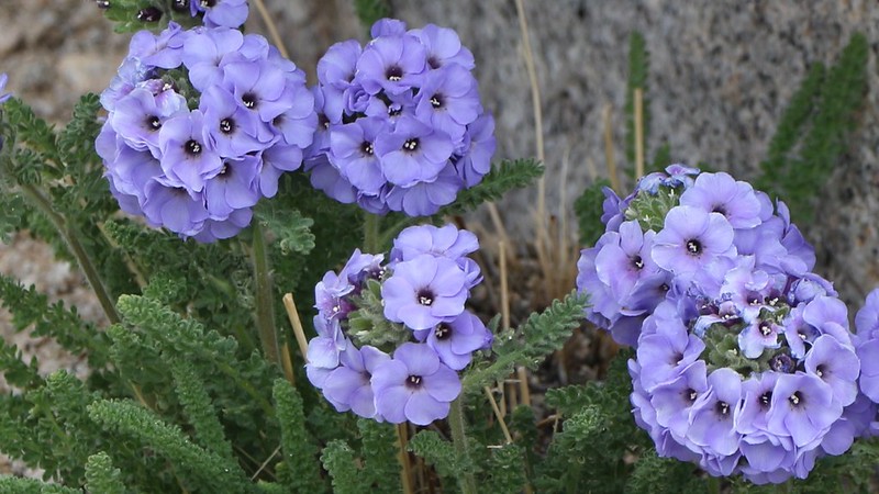 Polomonium flowers (aka Sky Pilot) on the John Muir Trail - only seen at extremely high elevations
