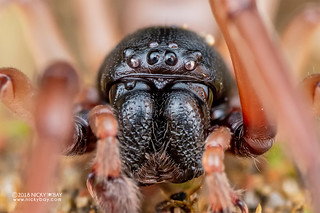 Sac spider (Paccius sp.) - DSC_8804b