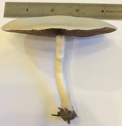Mushroom - Horse (Agaricus arvensis)