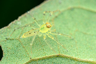 Jumping spider (Asemonea sp.) - DSC_7809