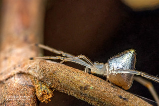 Mirror spider (Thwaitesia sp.) - DSC_7770