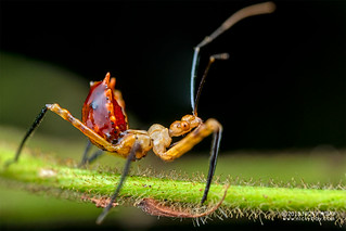 Assassin bug nymph (Reduviidae) - DSC_1240