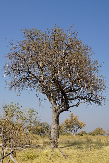 Delta del Okavango: safari a pie y paseos en mokoro, emoción y relax en Botswana - BOTSWANA, ZIMBABWE Y CATARATAS VICTORIA: Tras la Senda de los Elefantes (5)