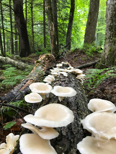 Mushrooms-04