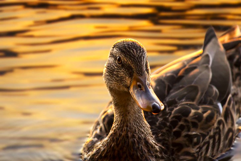 Duck on sunset