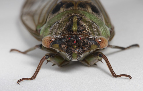 insect hemiptera cicadidae tibicen tibicenauletes megatibicen megatibicenauletes cicada northerndusksingingcicada northcarolina piedmont canonefs60mmf28macrousm