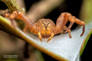 Crab spider (Cyriogonus sp.) - DSC_1159