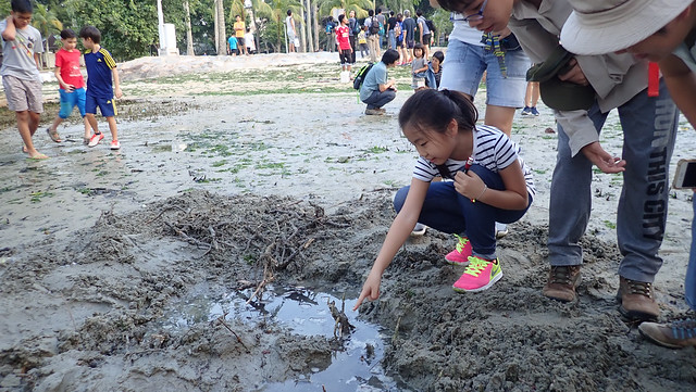 Pasir Ris tour with the Naked Hermit Crabs, Sep 2018