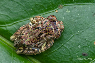 Warty bright-eyed frog (Boophis guibei) - DSC_2678