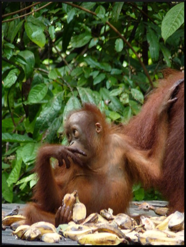 Indonesia en 2 semanas: orangutanes, templos y tradiciones - Blogs de Indonesia - Parque Nacional Tanjung Puting (33)