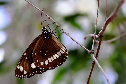 butterfly euploeacorinna australiancrow canoneos7dmarkii