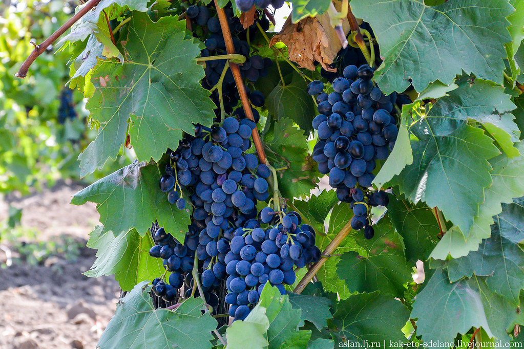 Как делают вино. Часть 1 винограда, виноград, сбора, После, чтобы, производства, черенки, здесь, которые, делают, подается, КубаньВино, ягоды, гроздьев, филлоксера, листья, только, производится, довольно, стебли