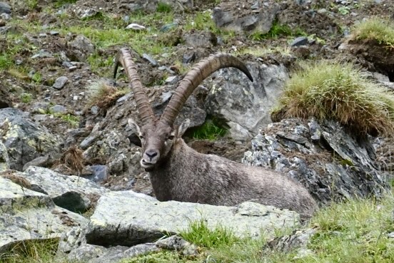 Bouquetin, or alpine ibex, near Lac Louvie, Switzerland. Not impressed with us turistas.