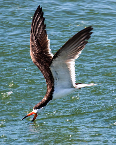 outdoor seaside shore sea sky water nature wildlife 7dm2 ocean canon florida bird flight bif