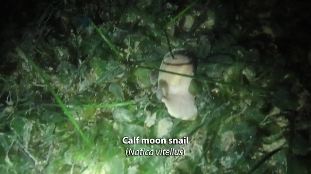 Calf moon snail (Natica vitellus)